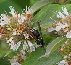 Dolichovespula arctica
