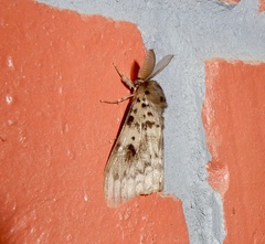 Lymantria incerta