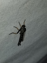 Neoitamus flavofemoratus