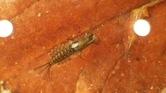 Isonychiidae
