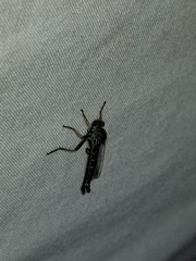 Neoitamus flavofemoratus