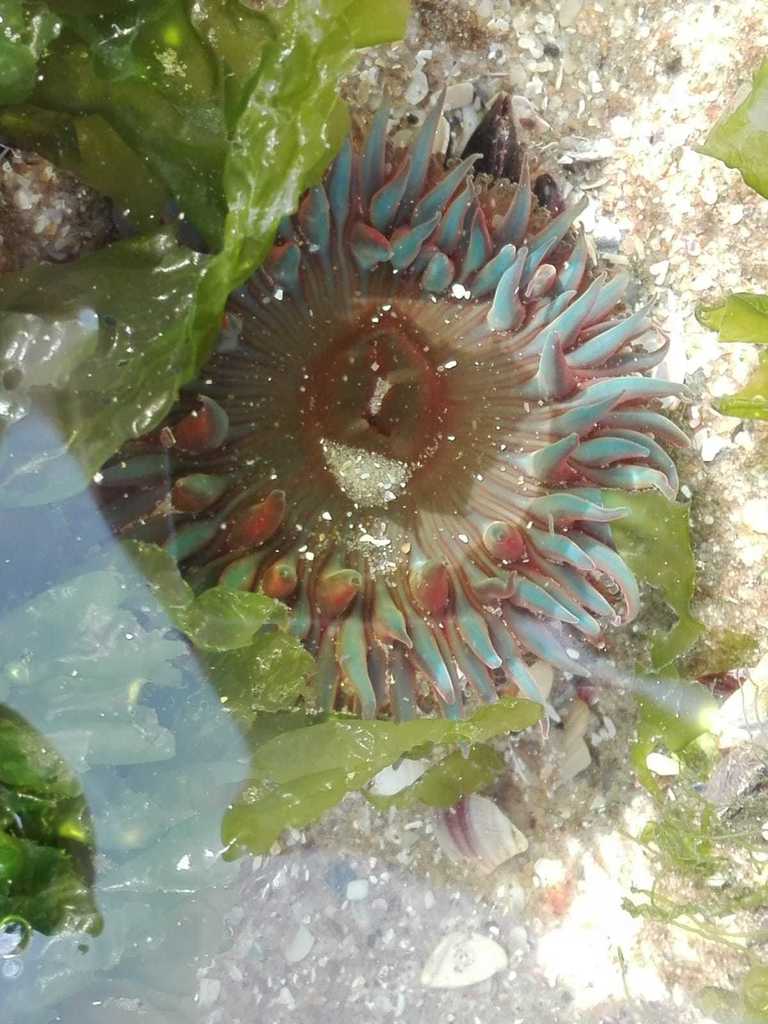 Canjica Anemone