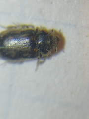 Heterocerus fenestratus