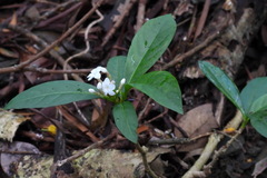 Rauvolfia verticillata