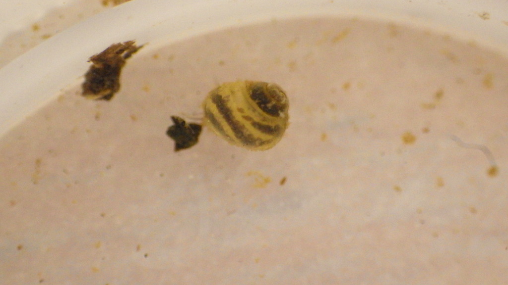 Hydrobiid Mud Snails from Spring Mt, PA, USA on July 10, 2022 at 11:34 ...