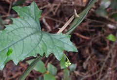 Tinospora dentata
