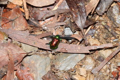 Platycorynus sauteri