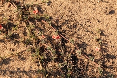 Indigofera sp12