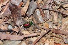 Platycorynus sauteri