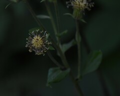 Rugelia nudicaulis