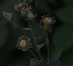 Rugelia nudicaulis