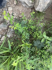 Lespedeza floribunda