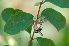 Spilomyia interrupta