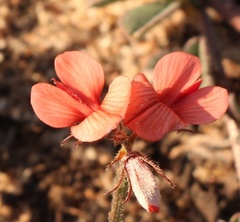 Indigofera sp12