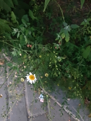 Tripleurospermum inodorum