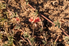 Indigofera sp12