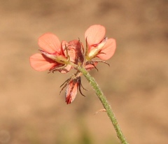 Indigofera sp12