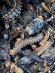 Asiomorpha coarctata