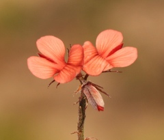 Indigofera sp12