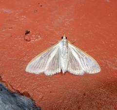 Palpita vitrealis