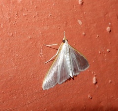 Palpita vitrealis