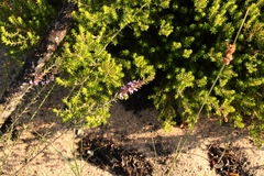 Muraltia knysnaensis