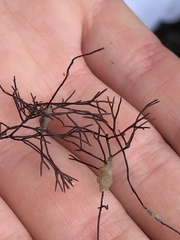 Ahnfeltia fastigiata