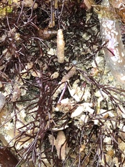 Ahnfeltia fastigiata