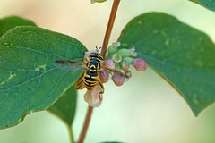 Spilomyia interrupta