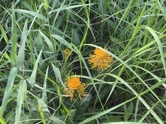 Hypochaeris ciliata