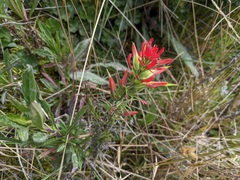 Castilleja fissifolia