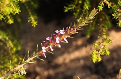 Muraltia knysnaensis