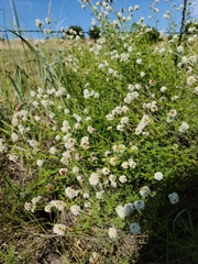 Dalea multiflora