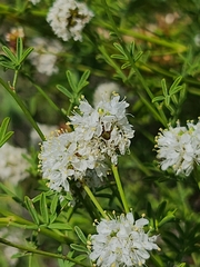 Dalea multiflora