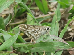 Taractrocera