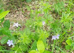 Geranium pseudosibiricum