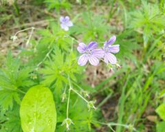 Geranium pseudosibiricum