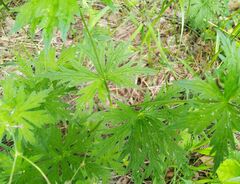 Geranium pseudosibiricum