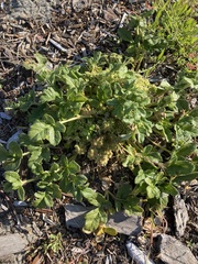 Glehnia