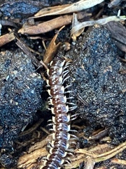 Asiomorpha coarctata