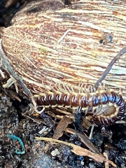 Asiomorpha coarctata