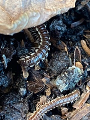 Asiomorpha coarctata