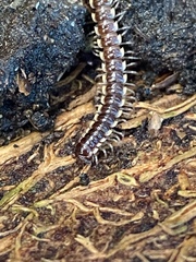 Asiomorpha coarctata