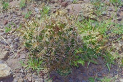 Coryphantha robustispina scheeri