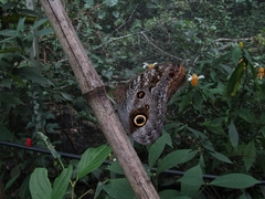 Caligo brasiliensis