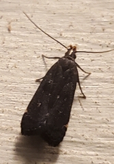 Dichomeris juncidella