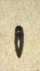 Orthostethus