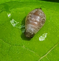 Ocyptamus fuscipennis