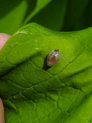 Ocyptamus fuscipennis