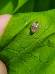 Ocyptamus fuscipennis